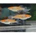 画像2: 琉華スワロー　若魚産卵可能サイズ　1匹 (2)
