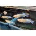 画像2: アルビノミユキメダカ　若魚産卵可能サイズ　1匹 (2)