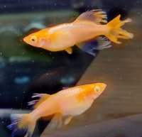 卑弥呼ヒカリ体型（アルビノ）　若魚産卵可能サイズ　１ペア