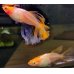 画像1: 紅白卑弥呼ヒカリ体型（アルビノ）　若魚産卵可能サイズ　1ペア (1)
