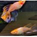 画像2: 紅白卑弥呼ヒカリ体型（アルビノ）　若魚産卵可能サイズ　1ペア (2)