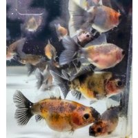 寿恵廣錦 　　　SSS血統　当歳　約3〜4センチ　5匹セット　