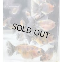 寿恵廣錦 　　　SSS血統　当歳　約3〜4センチ　5匹セット　