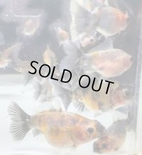 寿恵廣錦 　　　SSS血統　当歳　約3〜4センチ　5匹セット　