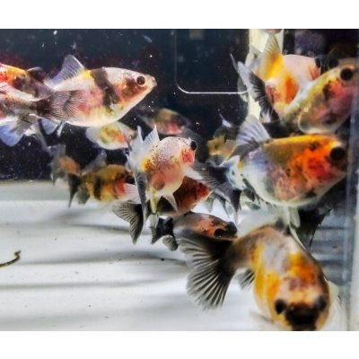 画像3: 寿恵廣錦 　　　SSS血統　当歳　約3〜4センチ　5匹セット　