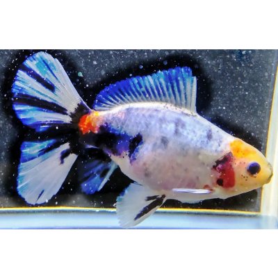 画像1: 寿恵廣錦 　　パステルカラー　SSS血統　明け2歳　約11センチ　＃4