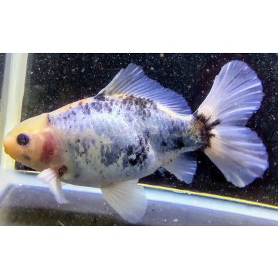 画像2: 寿恵廣錦 　　パステルカラー　SSS血統　明け2歳　約13センチ　＃3