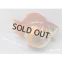 宮島血統福だるま 短尾　明け2歳約9センチ  ＃149