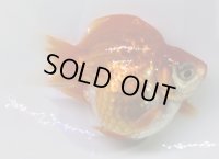 宮島血統福だるま 短尾　明け2歳約9センチ  ＃149