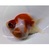 宮島血統福だるま 　明け2歳約10センチ  ＃147