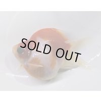 宮島血統福だるま 　明け2歳約10センチ  ＃147