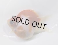 宮島血統福だるま 　明け2歳約10センチ  ＃147