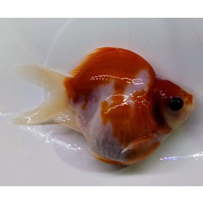 画像2: 宮島血統福だるま 　明け2歳約10センチ  ＃147