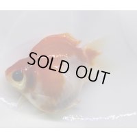 宮島血統福だるま 短尾　明け2歳約9センチ  ＃148