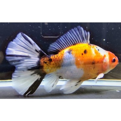 画像2: 寿恵廣錦 　　パステルカラー　SSS血統　明け2歳　約14センチ　＃8