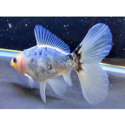 画像2: 寿恵廣錦 　　パステルカラー　SSS血統　明け2歳　約10センチ　＃11