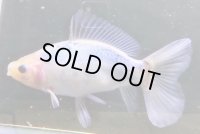 寿恵廣錦 　　パステルカラー　SSS血統　明け2歳　約14センチ　＃9