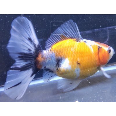 画像1: 寿恵廣錦 　　パステルカラー　SSS血統　明け2歳　約16センチ　＃18