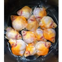 アルビノ赤目福だるま　当歳　約6〜7センチ