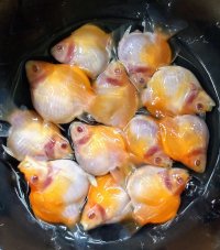 アルビノ赤目福だるま　当歳　約6〜7センチ