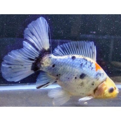 画像1: 寿恵廣錦 　　パステルカラー　SSS血統　明け2歳　約15センチ　＃16