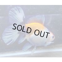 寿恵廣錦 　　パステルカラー　SSS血統　明け2歳　約15センチ　＃15