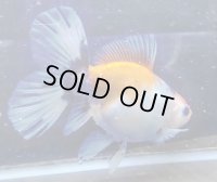 寿恵廣錦 　　パステルカラー　SSS血統　明け2歳　約15センチ　＃15