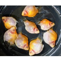アルビノ赤目福だるま　当歳　約４〜5センチ