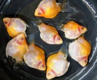 アルビノ赤目福だるま　当歳　約４〜5センチ
