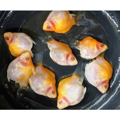 画像1: アルビノ赤目福だるま　当歳　約４〜5センチ