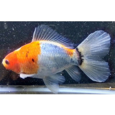 画像2: 寿恵廣錦 　　パステルカラー　SSS血統　明け2歳　約15センチ　＃14
