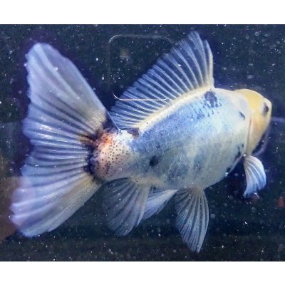 画像2: 寿恵廣錦 　　パステルカラー　SSS血統　明け2歳　約15センチ　＃17