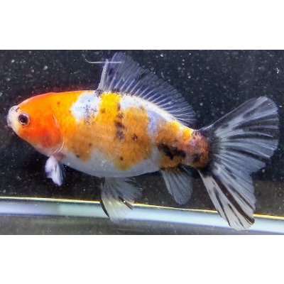 画像2: 寿恵廣錦 　　パステルカラー　SSS血統　明け2歳　約15センチ　＃24