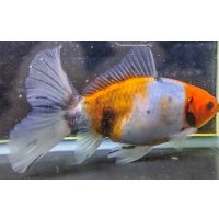寿恵廣錦 　　パステルカラー　SSS血統　明け2歳　約15センチ　＃22
