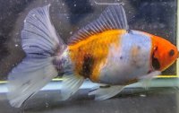 寿恵廣錦 　　パステルカラー　SSS血統　明け2歳　約15センチ　＃22