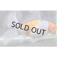 寿恵廣錦 　　パステルカラー　SSS血統　明け2歳　約15センチ　＃22