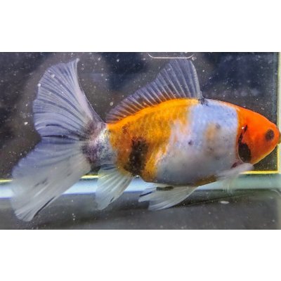 画像1: 寿恵廣錦 　　パステルカラー　SSS血統　明け2歳　約15センチ　＃22
