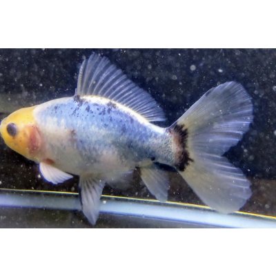 画像3: 寿恵廣錦 　　パステルカラー　SSS血統　明け2歳　約15センチ　＃27