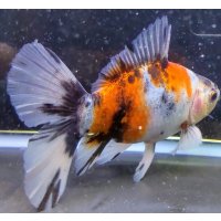寿恵廣錦 　　パステルカラー　SSS血統　明け2歳　約15センチ　＃23