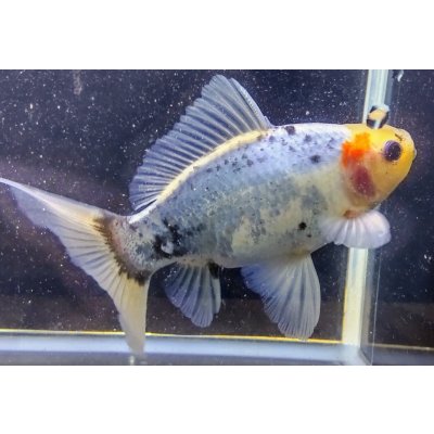 画像1: 寿恵廣錦 　　パステルカラー　SSS血統　明け2歳　約15センチ　＃27