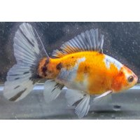 寿恵廣錦 　　パステルカラー　SSS血統　明け2歳　約15センチ　＃26