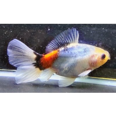 画像2: 寿恵廣錦 　　パステルカラー　SSS血統　明け2歳　約13センチ　＃21