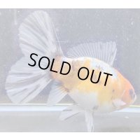 寿恵廣錦 　　パステルカラー　SSS血統　明け2歳　約15センチ　＃24