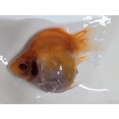 画像2: アルビノ赤目福だるま　当歳　約7センチ #6