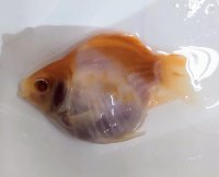 アルビノ赤目福だるま　当歳　約8センチ #2