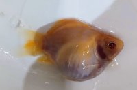 アルビノ赤目福だるま　当歳　約8センチ #3