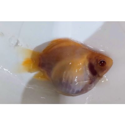 画像1: アルビノ赤目福だるま　当歳　約8センチ #3