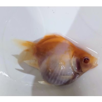 画像2: アルビノ赤目福だるま　当歳　約8センチ #2