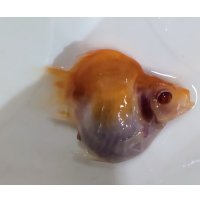 アルビノ赤目福だるま　当歳　約7センチ #6