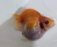 アルビノ赤目福だるま　当歳　約7センチ #6